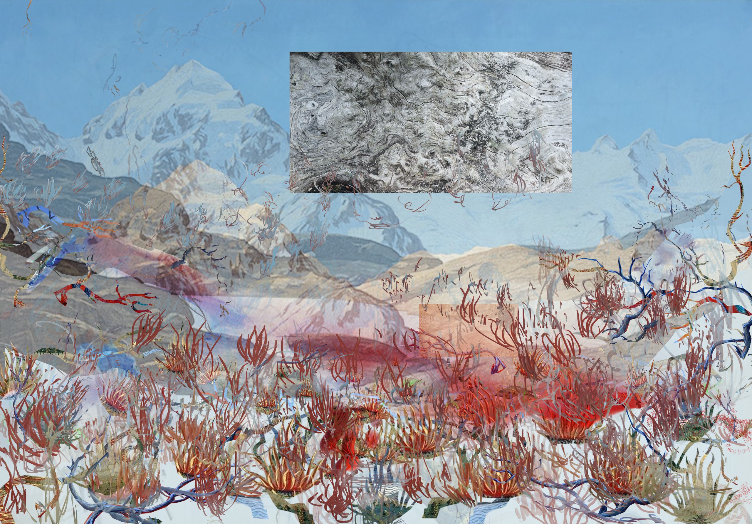 search image 2 Petra Cortright 2