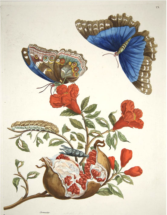 search image 2 Maria Sibyla Merian 2